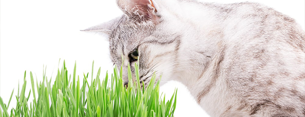 trawa-dla-kota-dlaczego-koty-jedza-trawe-min_1606223348498.jpeg